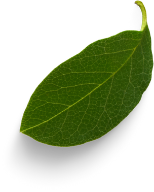 Isolated Cutout PNG